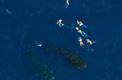 Whale shark season May through August