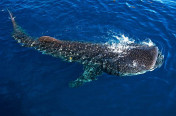 Snorkeling with the Whale sharks in Mexican Riviera