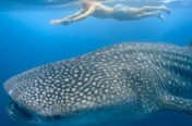 Snorkel with Whalesharks