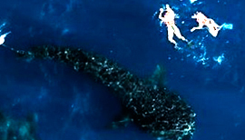 Whale Shark Tour Snorkeling 