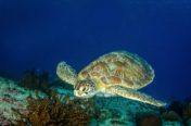 Turtle swimming in Cozumel Mexico
