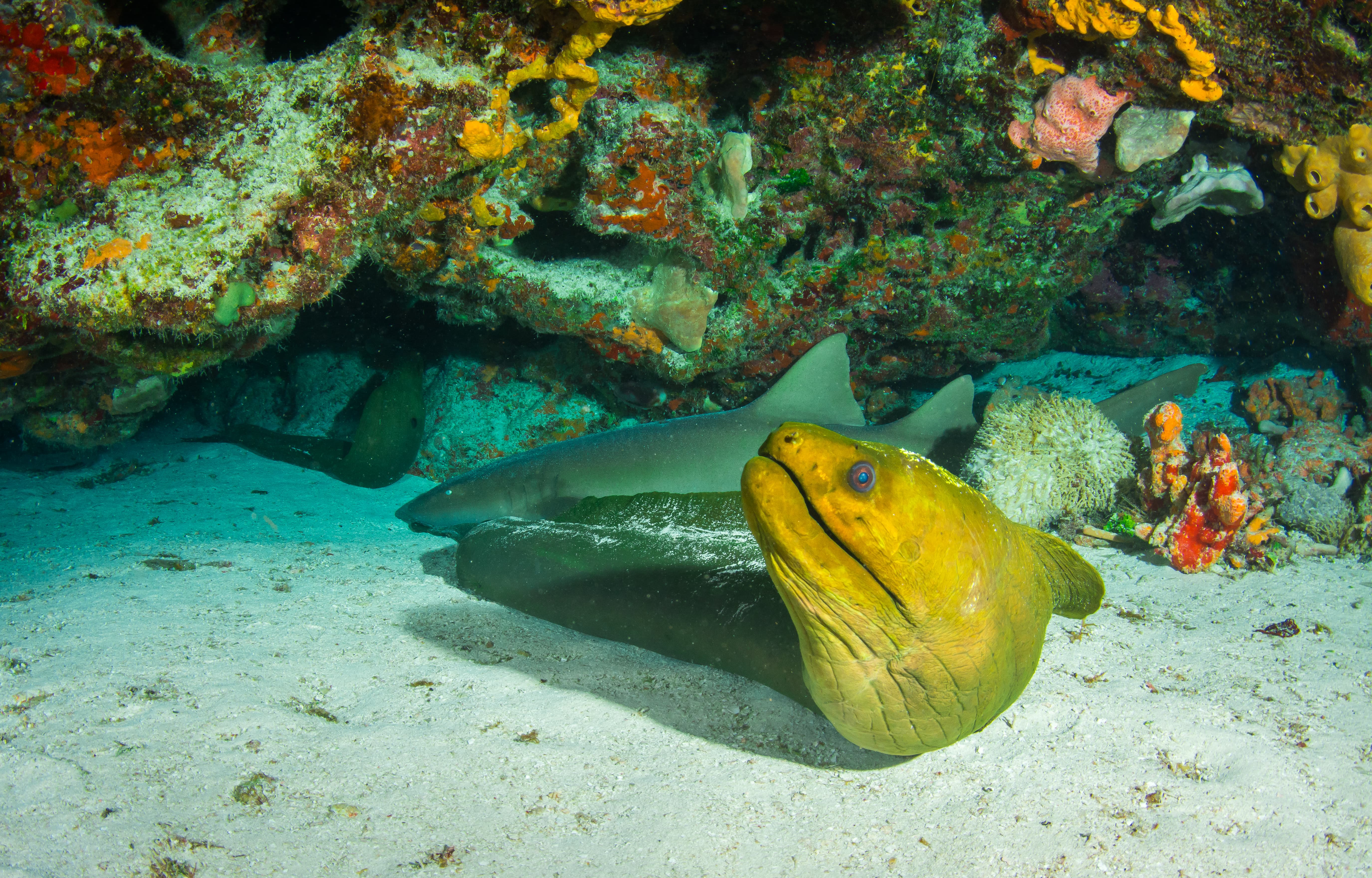 Green Moray Eel Cozumel Mexico (Photo provided by: Richard Russell)
