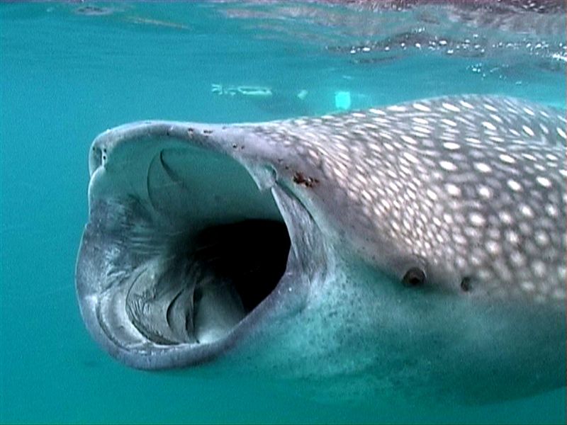 Whale-Shark-Mouth